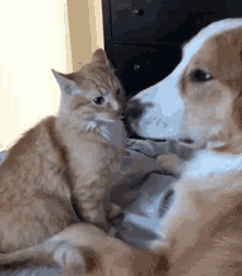 a cat and a dog are sitting next to each other on a bed and looking at each other .