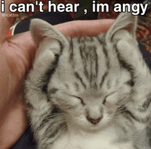 a cat with its eyes closed has a caption that says i can 't hear , im angry