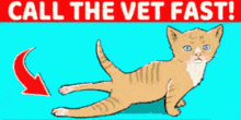 Callthevetfast Meme