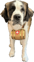 a brown and white dog with a wooden barrel with a swiss cross on it