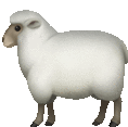 a white sheep is standing on a white background and looking at the camera .