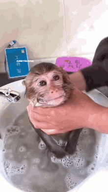 a monkey is being bathed in a sink by a person with a pink bottle of shampoo in the background