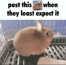 a brown rabbit is sitting in a cage with a picture of a rabbit next to it .