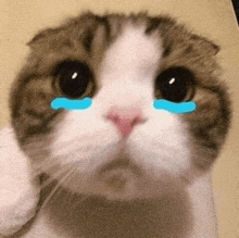 a close up of a cat 's face with blue tears on its eyes .