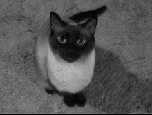 a black and white cat is sitting on a carpet and looking up at the camera