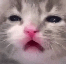 a close up of a cat 's face with its mouth open and a pink nose .