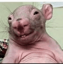 a close up of a hairless rat making a funny face with its mouth open .