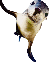 a close up of a seal 's face with a white background