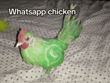 a green chicken is on a bed with the words whatsapp chicken above it