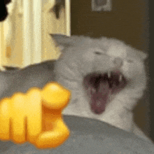 a white cat is yawning with its mouth open and a yellow fist in the background .