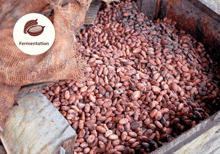 a pile of cocoa beans is being fermented in a wooden container