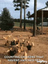 a bunch of chickens are walking in a dirt field with the caption counting chickens that haven t hatched yet