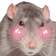 a close up of a rat with pink cheeks