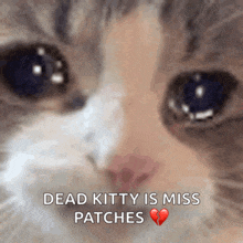 a close up of a cat with the words dead kitty is miss patches