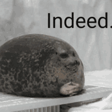 a seal is sitting on top of a table with its hands on its face .