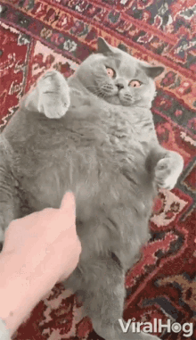 a gray cat is laying on its back on a rug and being petted by a person 's hand .