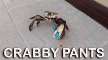 a crab wearing a pair of blue pants is crawling on the floor