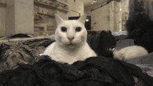 a white cat laying on top of a pile of black clothes