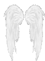 two white angel wings on a white background .