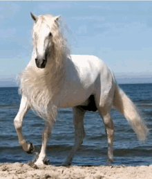 a white horse with a long mane is standing on the beach