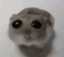 a close up of a hamster 's face with big black eyes behind a glass .