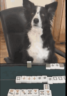 a black and white dog sits at a table with mahjong tiles including a tile that has the letter m on it