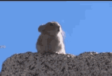 a squirrel sitting on top of a rock with the time 3:10