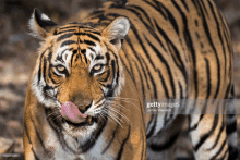 a close up of a tiger with its tongue sticking out