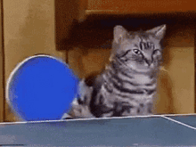 a cat is sitting on a ping pong table looking at a blue ball