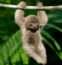 a baby sloth hanging upside down on a tree branch