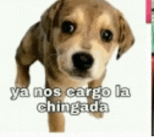 a brown dog with the words ya nos cargo la chingada written on it