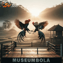 two roosters are fighting in a boxing ring that says museumbola on the side