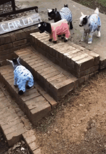 a group of goats wearing pajamas are standing on a set of stairs next to a sign that says carla