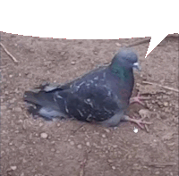 a pigeon is sitting on the ground with a white speech bubble above it