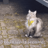 a fluffy cat wearing a yellow bandana is sitting on a brick sidewalk and looking up at the sky .