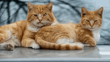 two orange cats laying on top of a car .