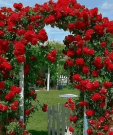 a white fence is surrounded by red roses