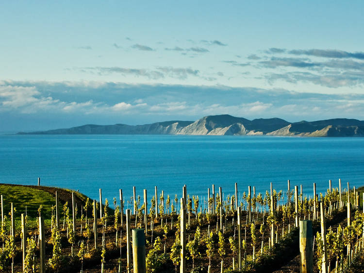 8 reasons to book a boozy New Zealand wine holiday