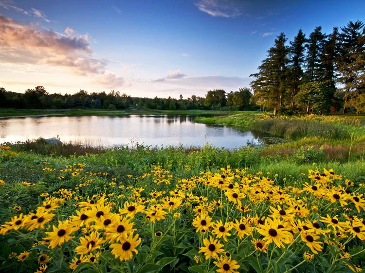 Morton Arboretum