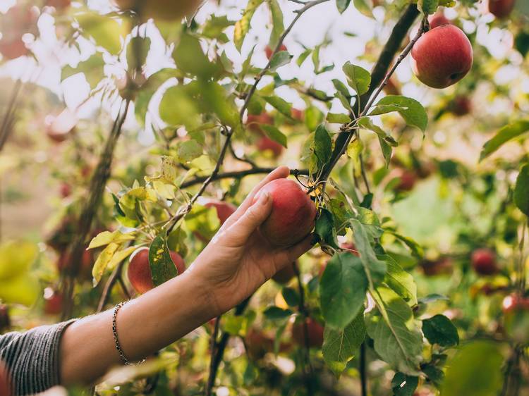 Where to go apple picking around Boston this fall