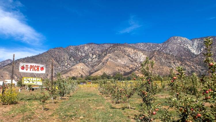 Where to go apple picking near L.A.