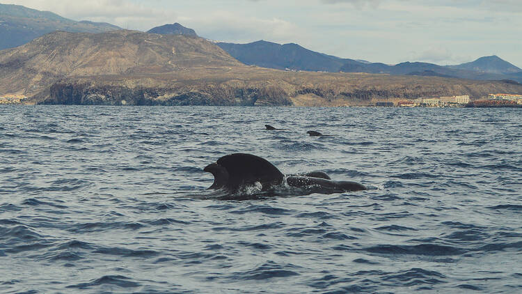 Go whale-watching