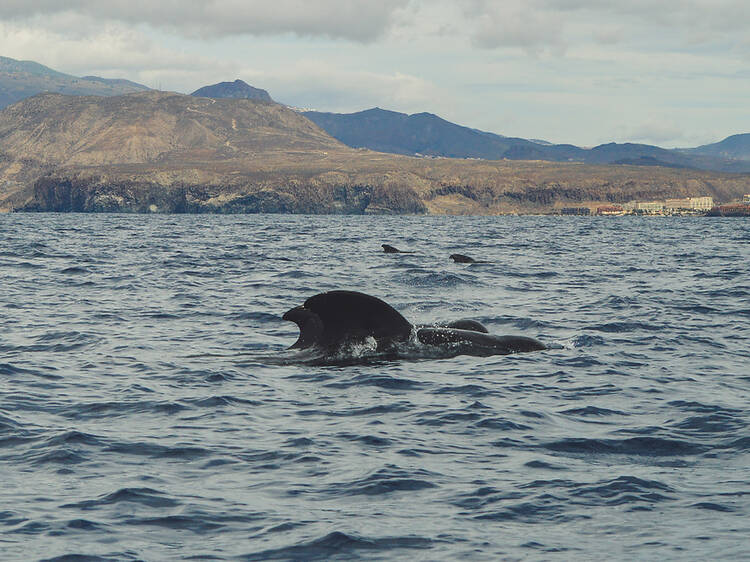 Go whale-watching