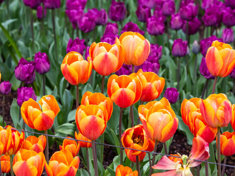 Tesselaar Tulip Festival