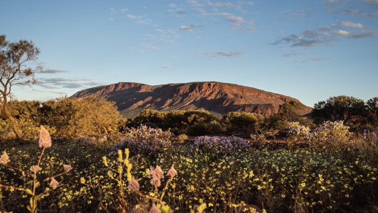 Mount Augustus with spring flowers