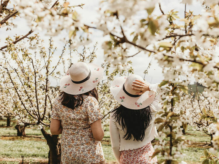 Cherry Hill Blossom Festival