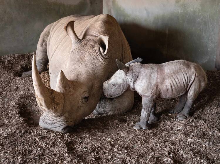 Aww! An adorable baby rhino classified as a near-threatened species has just been born at a zoo in Melbourne