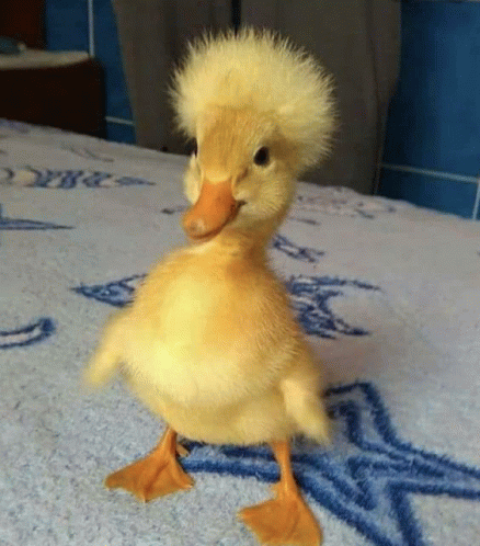 a small yellow duck with a mohawk is standing on a blue and white blanket