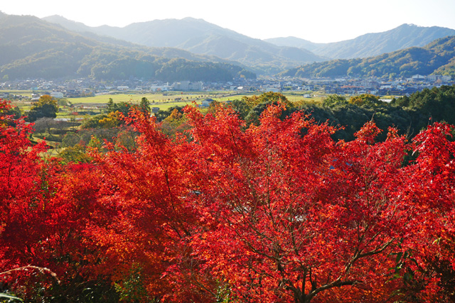 与謝野町 慈徳院の紅葉写真