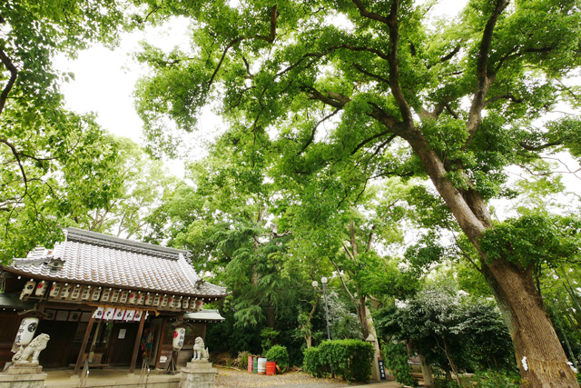 神足神社のクスノキ